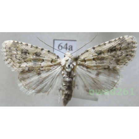 Bryophila domestica (Hufnagel, 1766) Czech64a